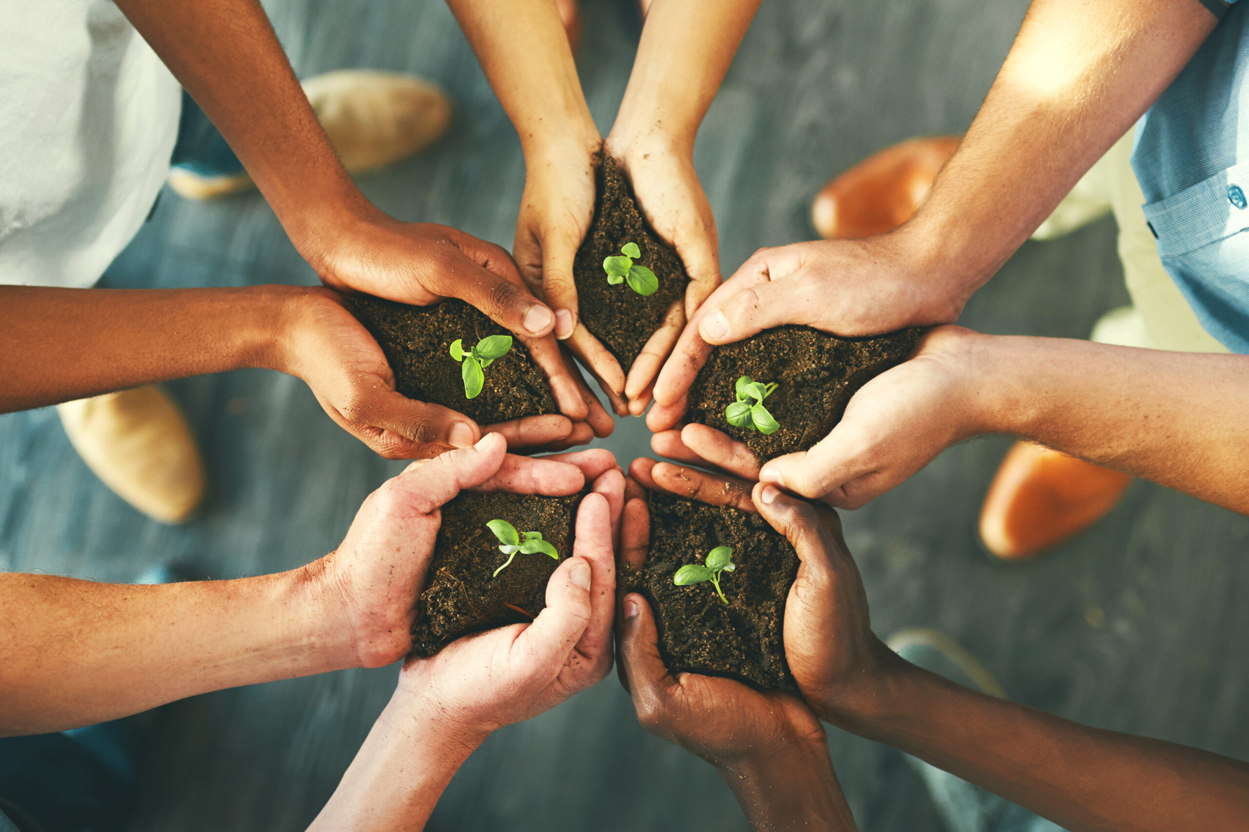 Plant, sustainability and support with hands of business people for teamwork, earth or environment from above. Collaboration, growth and investment with employees for future, partnership or community